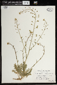 Capsella bursa-pastoris image