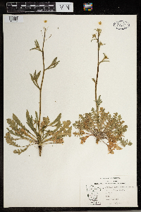 Capsella bursa-pastoris image