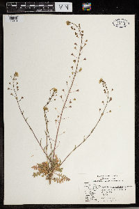 Capsella bursa-pastoris image