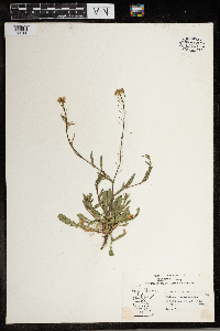 Capsella bursa-pastoris image