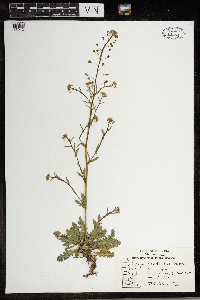 Capsella bursa-pastoris image