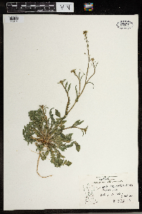 Capsella bursa-pastoris image