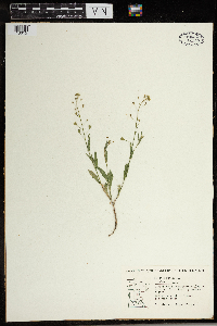 Capsella bursa-pastoris image