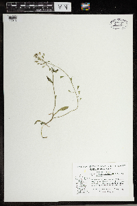 Capsella bursa-pastoris image