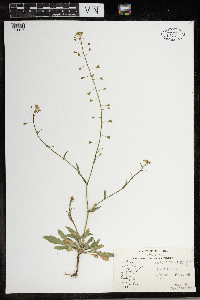 Capsella bursa-pastoris image