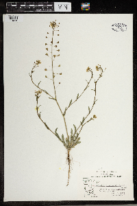 Capsella bursa-pastoris image