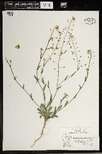 Capsella bursa-pastoris image