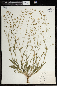 Capsella bursa-pastoris image