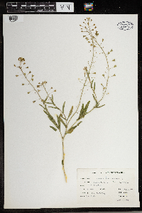 Capsella bursa-pastoris image