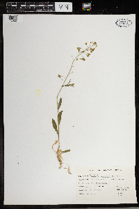 Capsella bursa-pastoris image