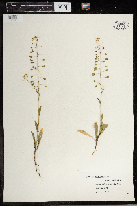 Capsella bursa-pastoris image