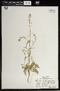 Capsella bursa-pastoris image