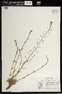 Capsella bursa-pastoris image