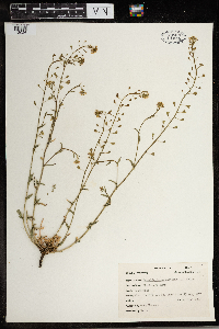 Capsella bursa-pastoris image