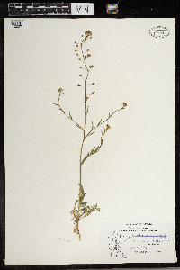 Capsella bursa-pastoris image