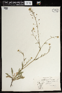 Capsella bursa-pastoris image