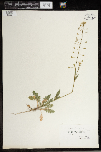 Capsella bursa-pastoris image
