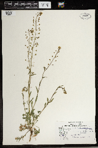 Capsella bursa-pastoris image