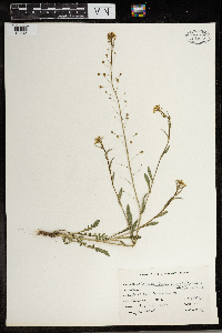 Capsella bursa-pastoris image