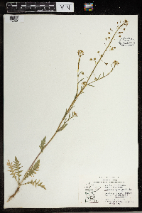Capsella bursa-pastoris image