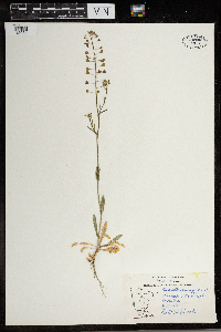 Capsella bursa-pastoris image