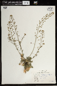 Capsella bursa-pastoris image