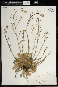 Capsella bursa-pastoris image