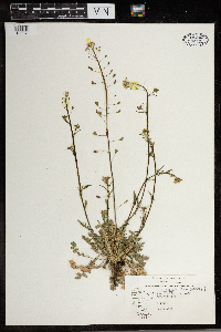Capsella bursa-pastoris image