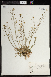 Capsella bursa-pastoris image