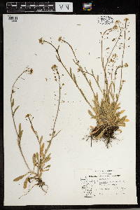 Capsella bursa-pastoris image