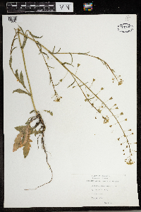 Capsella bursa-pastoris image