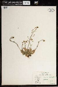 Capsella bursa-pastoris image