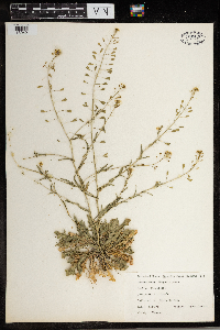 Capsella bursa-pastoris image