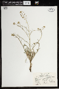 Capsella bursa-pastoris image
