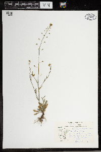 Capsella bursa-pastoris image