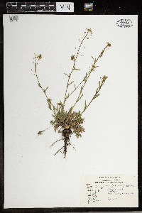 Capsella bursa-pastoris image