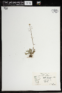 Capsella bursa-pastoris image