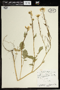Media resource of Brassica rapa