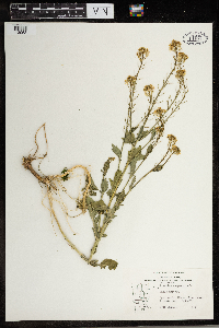 Brassica rapa image