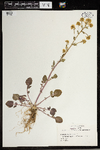 Brassica rapa image