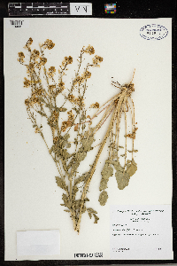 Sinapis arvensis image