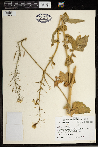 Brassica rapa image