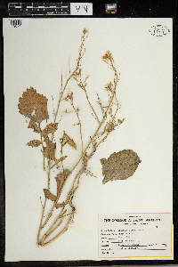 Brassica rapa image