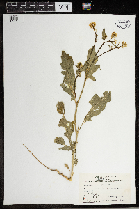 Sinapis arvensis image