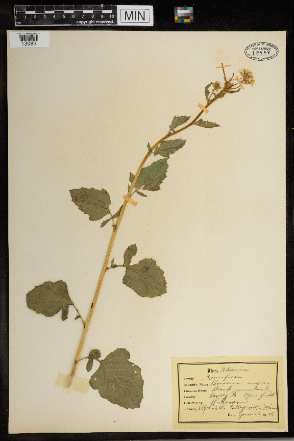 Brassica nigra image