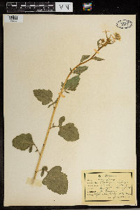 Image Associated With the Occurrence