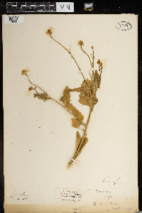 Brassica rapa image