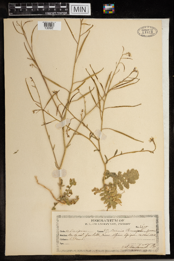 Brassica tournefortii image