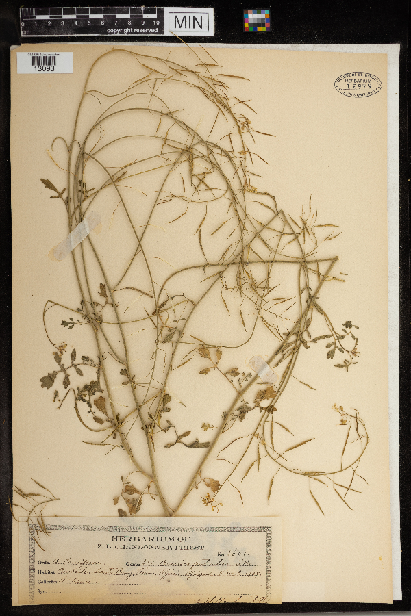 Brassica fruticulosa image