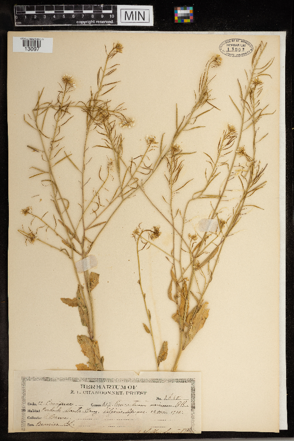 Erucastrum varium image